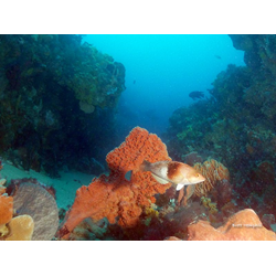 Double Cray Dive : Jack